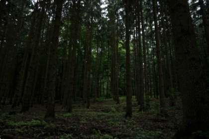 Dark forest canopy view
